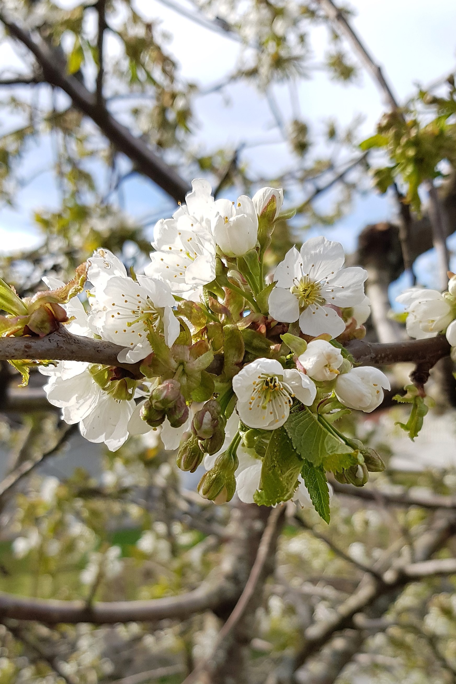 Vårlig hilsen og oppdatering 